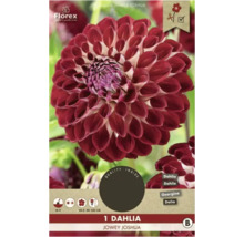Conditionnement de bulbes de dahlia Florex Jowey Joshua