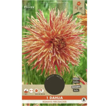 Dahlia Rejmans Firecracker