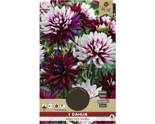 Blumenzwiebel Dahlie Florex 'Rebecca's World' 1 Stück