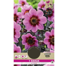 Dahlia HS Wink Kit de plantes