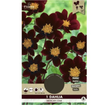 Florex Dahlia Mexican Star, convient aux abeilles, aux papillons et autres insectes