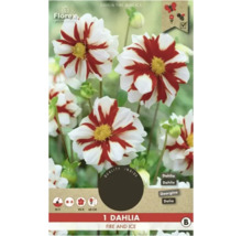 Dahlie Fire and Ice, Pflanze mit roten und weißen Blüten