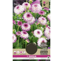 Dahlia Pink Isa, une variété basse pour le jardin