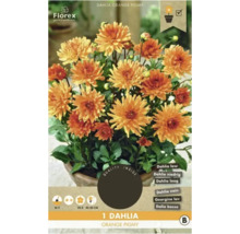 Dahlia Orange Pigmy en pot