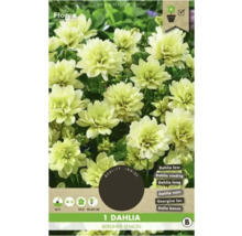 Dahlia Berliner Lemon, une plante ornementale pour le jardin