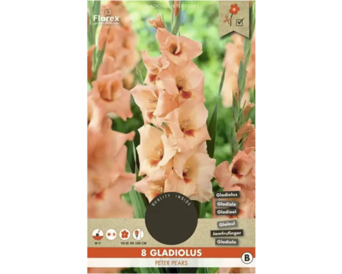 Blumenzwiebel Gladiole Florex 'Peter Pears' 8 Stück