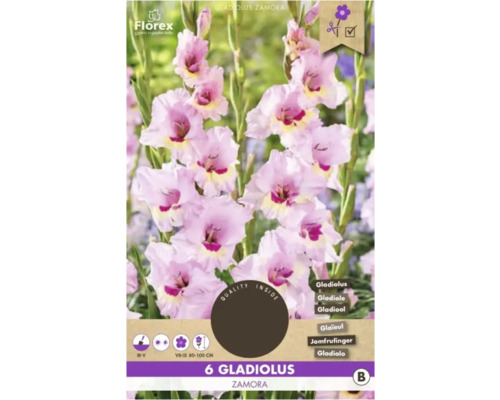 Blumenzwiebel Gladiole Florex 'Zamora' 6 Stück