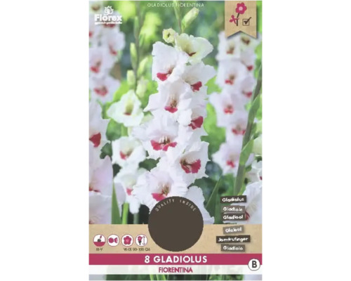 Blumenzwiebel Gladiole Florex 'Fiorentina' 8 Stück