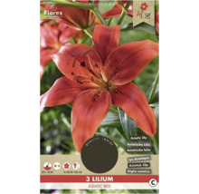 Lys asiatique ''Asiatic Red'', adapté à la coupe