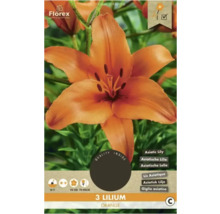 Packung mit drei orangefarbenen Lilien