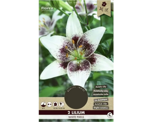 Blumenzwiebel Asiatische Lilie Florex 'White Pixels' 2 Stück