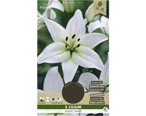 Blumenzwiebel Asiatische Lilie Florex 'Asiatic White' 3 Stück