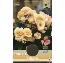 Paquet de 3 bégonias Pendula Champagne