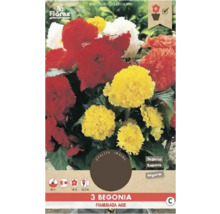 Begonia Fimbriata Mix, eine Pflanze mit roten, gelben und weißen Blüten.