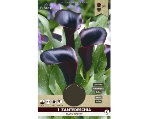 Blumenzwiebel Calla Florex 'Black Forest' 1 Stück