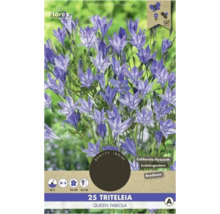 Emballage Triteleia Queen Fabiola Jacinthe de Californie avec période de floraison, hauteur de la plante et informations sur la protection des insectes.
