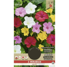Paquet de Mirabilis Jalapa, également connue sous le nom de Belle de nuit