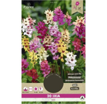 Bulbes de fleurs Florex Ixia Mix, paquet de 20 pièces