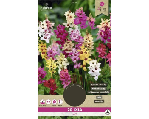 Blumenzwiebel Ixia, Klebschwertel 'Bunte Mischung' 20 Stück