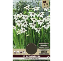 Verpackung mit 25 Acidanthera Gladiolus callianthus Blumenzwiebeln