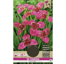 Packung mit zwanzig Tigridia Dark Pink Blumenzwiebeln