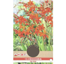 Paquet de bulbes de Crocosmia Fire King avec quinze pièces