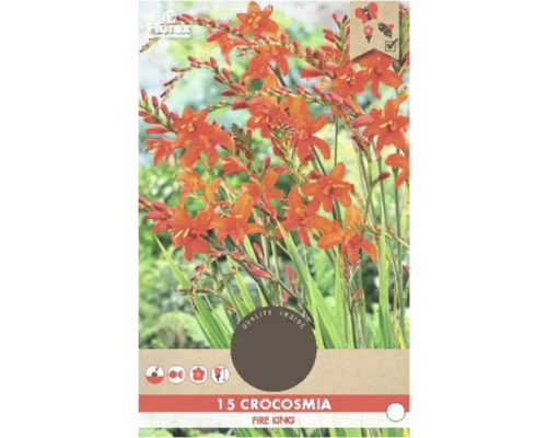 Blumenzwiebel Montbretie, Crocosmia Florex 'Fire King' 15 Stück