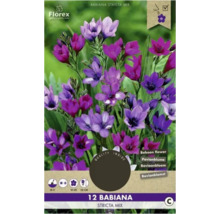Paquet d''oignons de fleurs Babiana Stricta Mix