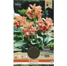 Emballage de deux plantes Canna Salmon Pink