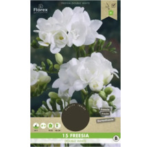 Verpackung mit 15 gefüllten weißen Freesien Blumenzwiebeln