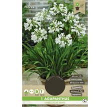 Afrikanische Schmucklilie im Topf