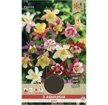 Ancolie mélangée, résistante à l''hiver