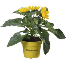 Tournesol en pot