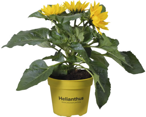 Tournesol en pot