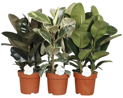 Mélange de plantes verstes tropicales FloraSelf pot Ø 24 cm sélection de variétés aléatoire