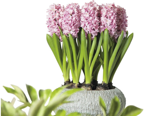 Jacinthes en pot
