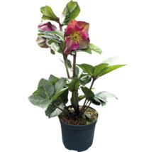 Lenzrose FloraSelf Helleborus x hybridus 'Red Princess' Ø 13 cm Topf