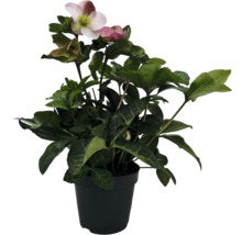 Schneerose, Lenzrose FloraSelf Helleborus orientalis 'Spring Princess' pink Ø 17 cm Topf, gefüllte Blüten