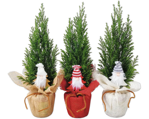 Scheinzypresse Ellwoodii mit Wichtel FloraSelf H 20-30 cm Ø 9 cm Topf Mini Weihnachtsbaum zur Pflanzung geeignet