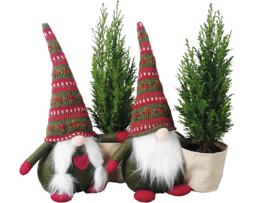 Wichtel mit Scheinzypresse Ellwoodii FloraSelf H 20-30 cm Ø 9 cm Topf Mini Weihnachtsbaum zur Pflanzung geeignet