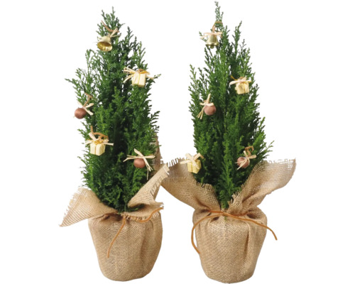 Scheinzypresse Ellwoodii Jute Deko FloraSelf H ca. 40 cm Ø 13 cm Topf Mini Weihnachtsbaum zur Pflanzung geeignet