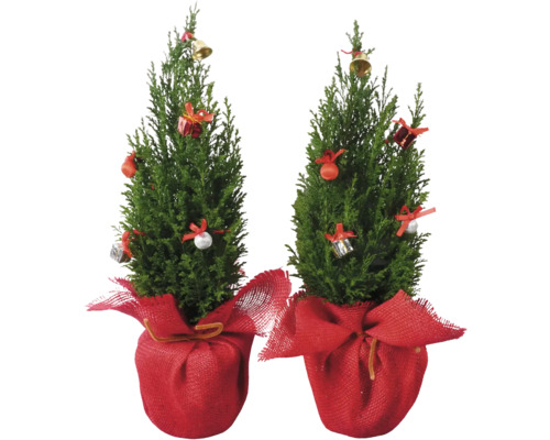 Faux cyprès Ellwoodii Jute rouge FloraSelf H env. 40 cm pot Ø 13 cm Mini sapin de Noël destiné à être planté Faux cyprès Ellwoodii Jute rouge FloraSelf H env. 40 cm pot Ø 13 cm Mini sapin de Noël destiné à être planté