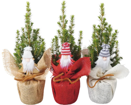 Zuckerhutfichte 'Conica' Wichtel Jute H 20-25 cm cm Ø 9 cm Topf Mini Weihnachtsbaum zur Pflanzung geeignet