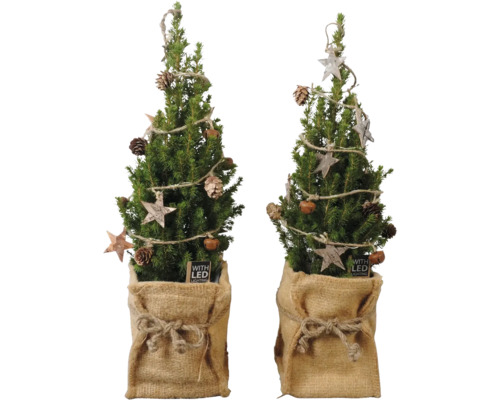 Zuckerhutfichte 'Conica' Jute Deko H 40-45 cm cm Ø 15 cm Topf Mini Weihnachtsbaum zur Pflanzung geeignet