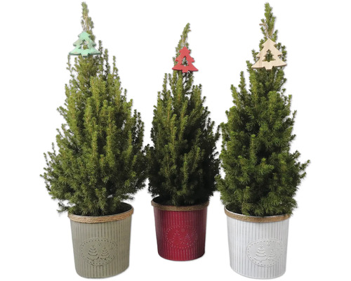 Zuckerhutfichte 'Conica' Rinde Deko H 60-70 cm cm Ø 19 cm Topf Mini Weihnachtsbaum zur Pflanzung geeignet