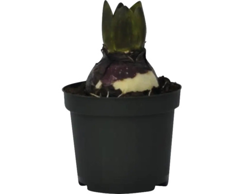Blumenzwiebel in einem schwarzen Topf