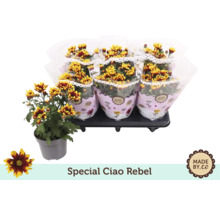 Chrysanthèmes Special Ciao Rebel en pot et en bouquet