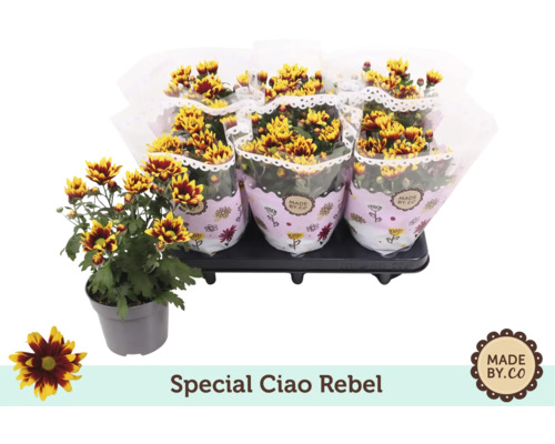 Chrysanthèmes Special Ciao Rebel en pot et en bouquet