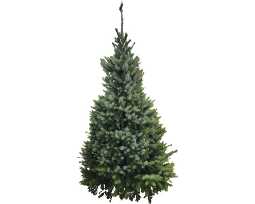 Épicéa de Serbie 150-175 cm sapin de Noël coupé