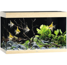 Eingerichtetes Aquarium mit Fischen, Pflanzen und Dekoration